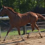 Krissy Singleton & Windsor’s Song (“Bing”)